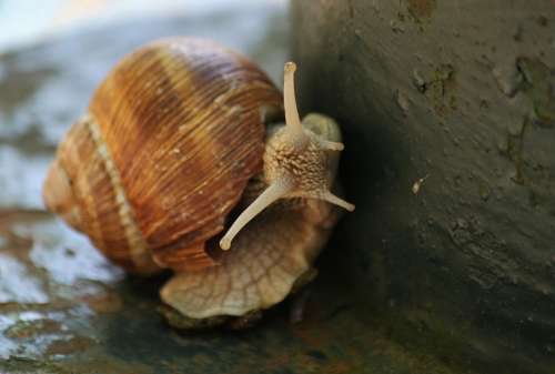 Snail Shell Animal Mollusk Probe Nature Slowly