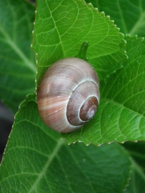 Snail Shell Snail Shell