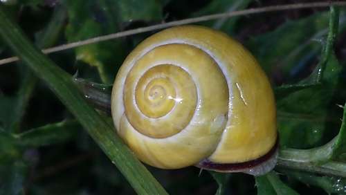 Snail Nature Green Shell Yellow Reptile Spiral