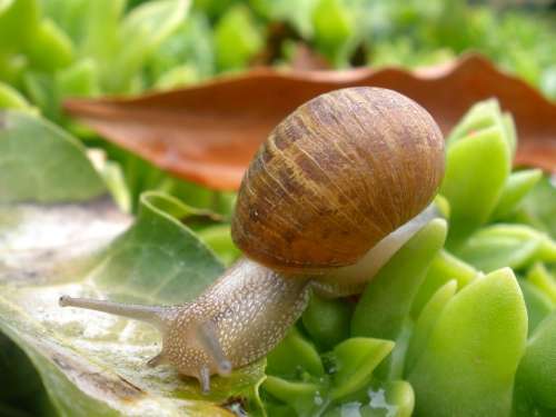 Snail Mollusk Plant Garden Nature Shell Slow
