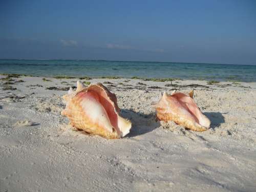 Snail Landscape Beach Sea Nature