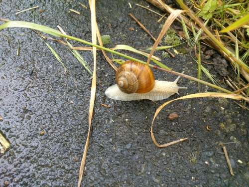 Snail Shell Mollusk Slowly Brown Animal