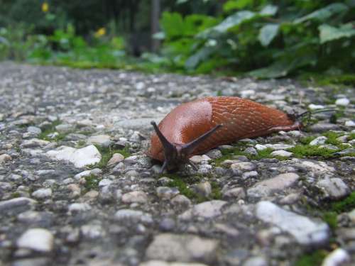 Snail Bend Fit Run Across Speed Animal Nature