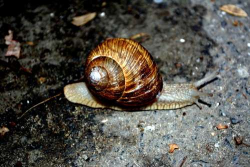 Snail Shell My Saturday