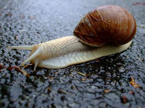 Snail Shell Mucus Slowly Crawl Reptile