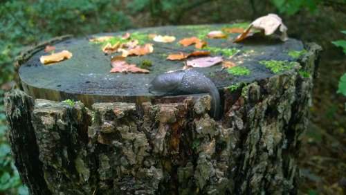 Snail Nature Log