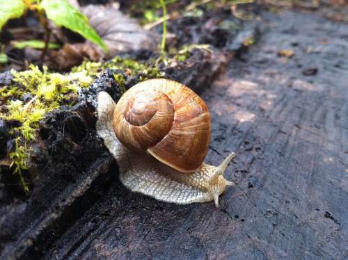 Snail Housing Snail Slowly Crawl Reptile Close Up