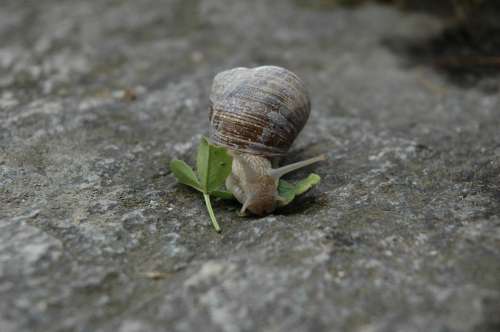 Snail Animal Rock Speed House Trace