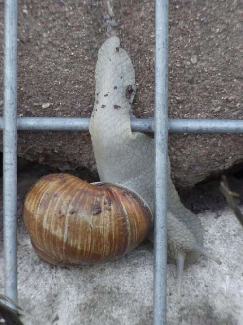 Snail Helix Pomatia Wall Mollusk Schenckenhaus