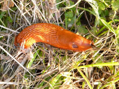 Snail Red Wegschnecke Arion Rufus Orange Bright
