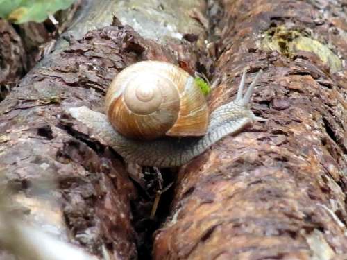 Snail Mollusk Wirbellos Animal Forest Tree