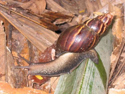 Snail Shell Crawl Mollusk