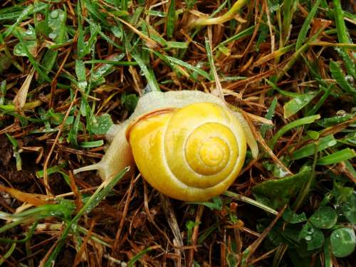 Snail Yellow Animal Spiral Asturias Ascension