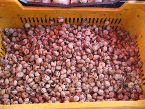 Snails Market Palermo Italy