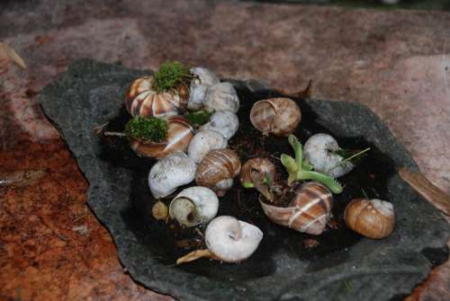 Snails Naturdeko Shell