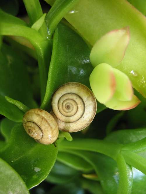 Snails Nature Green Animals Spring Plant Leaf