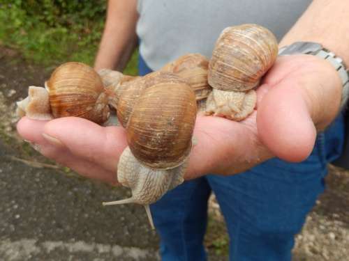 Snails Nature Field