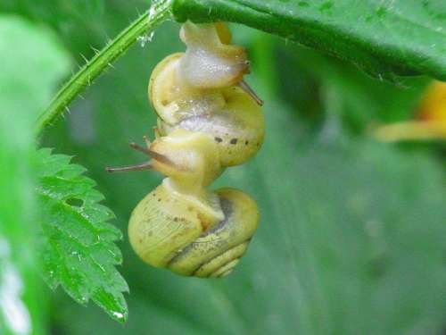 Snails Animal Molluscs Nature Forest