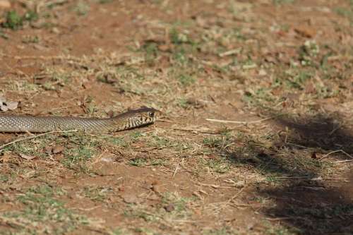 Snake Reptile Animal Brown Wildlife Predator