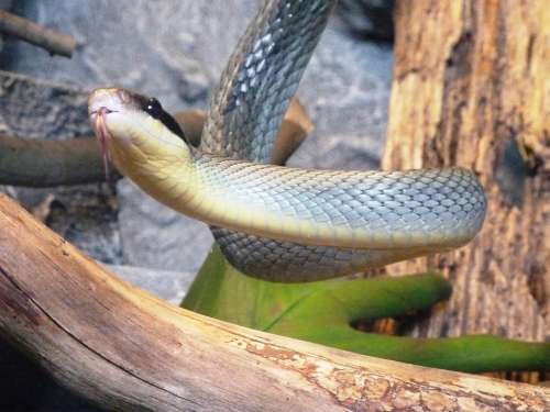 Snake Natter Laura Taeniurus Callicyanous Vietnam