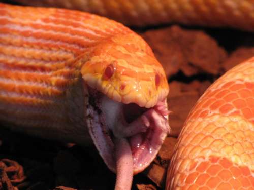 Snake Mouse Animal Guttata Elaphe Cornea