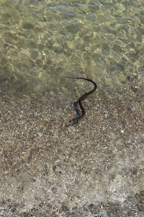 Snake Swimming Water Snake Beach Snake Reptile