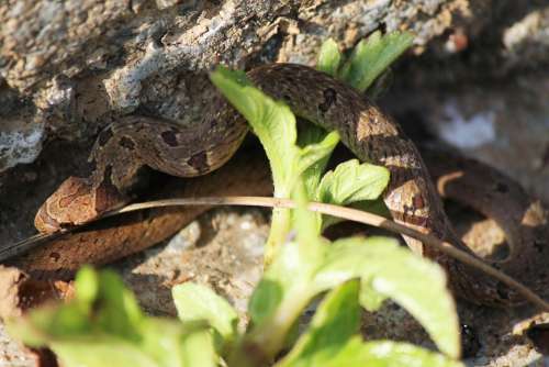 Snake Reptile Serpent Dangerous Poisonous Venom