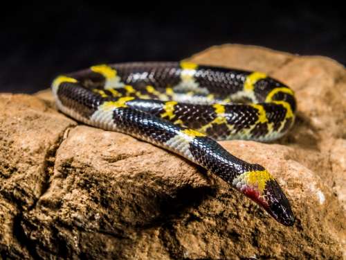 Snake Young Snake Black Yellow Non Toxic Reptile