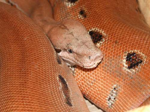 Snake Head Reptile Scales Macro Close-Up