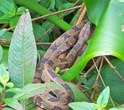Snake Nature Green Wildlife Close-Up Viper Adder