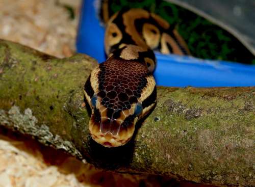Snake Python Mojave Terarium Close Up