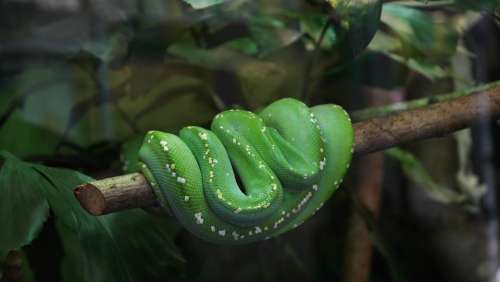 Snake Green Tree Snake Terrarium Zoo Exot