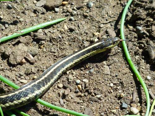 Snake Animal Reptile Creature Nature Wild Garden
