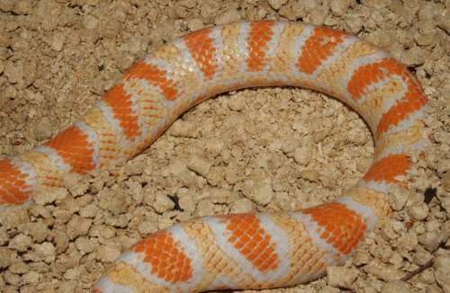Snake Reptile Jungle Corn Hybrid