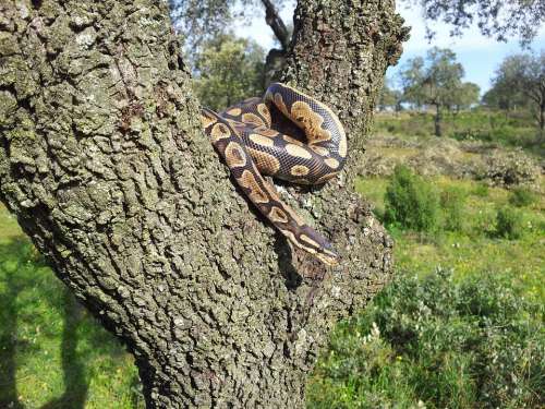 Snake Animals Nature Fauna