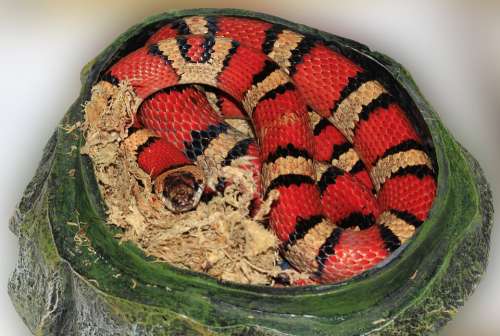 Snake King Snake Striped Red Black Colorful Cave