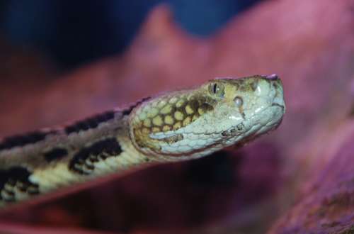 Snake Snakes Reptiles Reptile Serpent Creepy