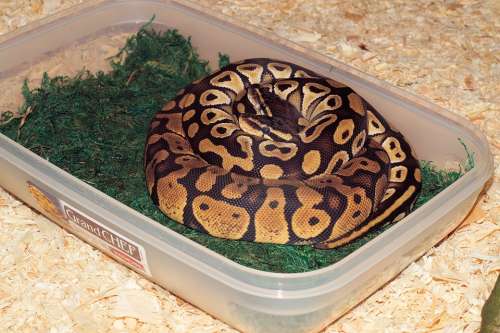 Snakes Heads Pythons Exotic Mojave