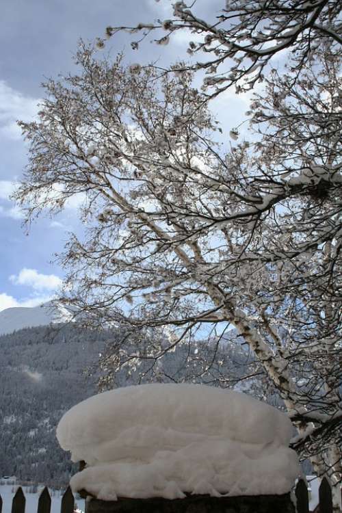 Snow Winter White Trees Switzerland Tree Alpine