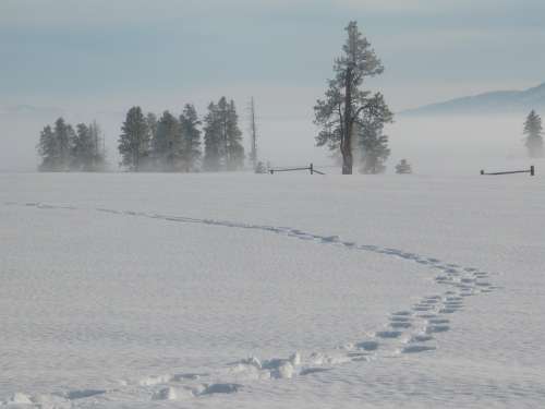 Snow Winter Tracks Idaho Nature Landscape