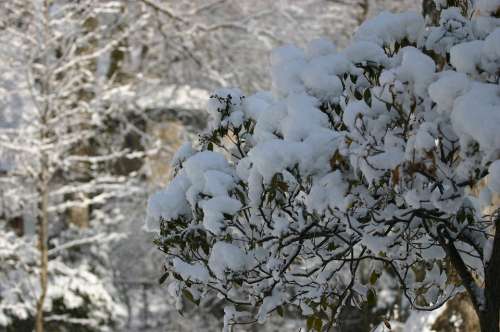 Snow Tree Vegetation Sun Beauty Landscape