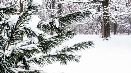 Snow Evergreen Winter Bushes Tree Winterwonderland