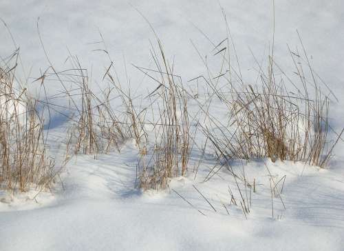 Snow Grass Landscape Winter Field Nature Cold