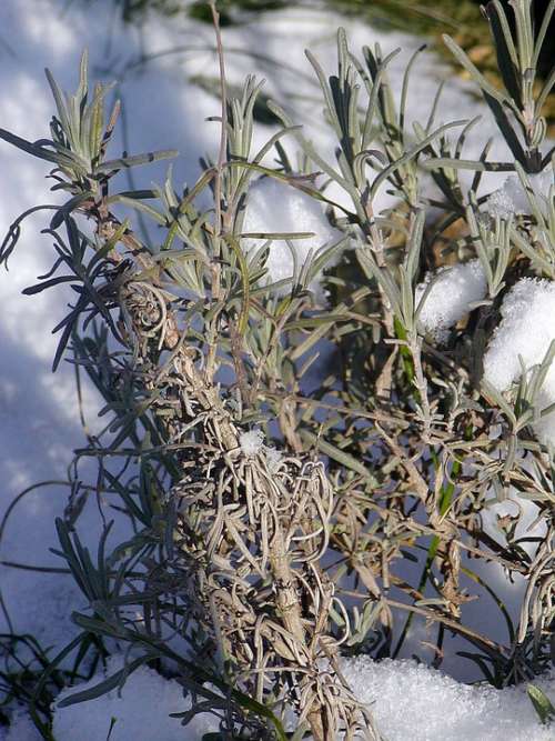 Snow Cover Flower Winter Waiting