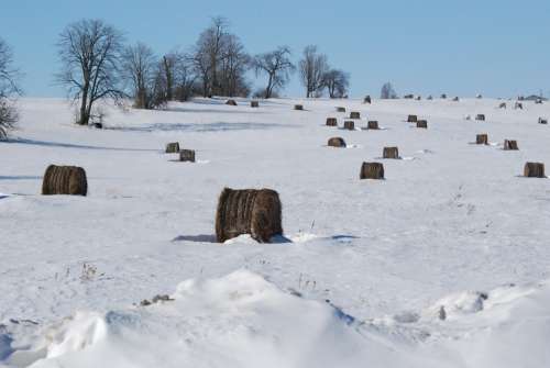 Snow Cold Trees Winter Nature Weather Hay