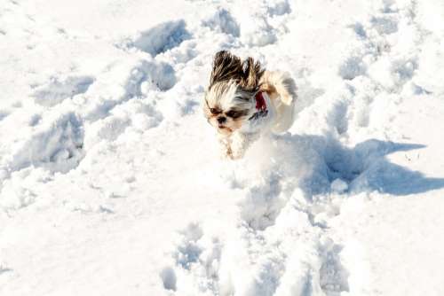 Snow Dog Pet White Cold Small Sweet Cute