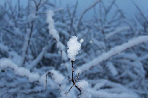 Snow Snowflake Cold Tree Winter White Blue