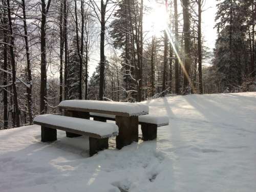 Snow Bank Picnic Forest Winter Trees Nature