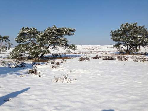 Snow Dutch Landscape Heide Winter Winter Landscape