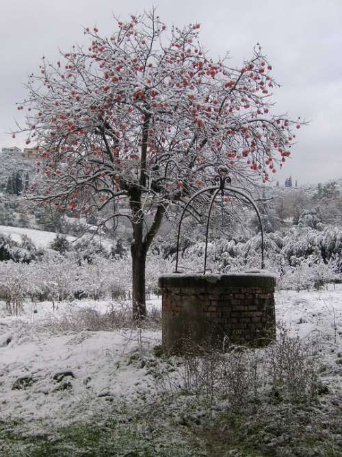 Snow Tree Winter Cold Pozzo